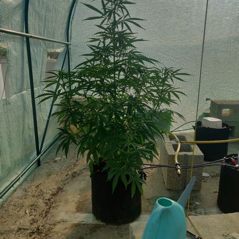 AutoEuforia growlog timeline photo