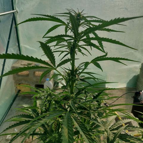 AutoEuforia growlog timeline photo