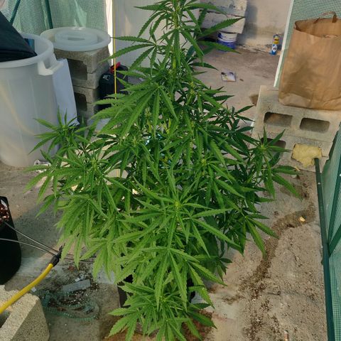 AutoEuforia growlog timeline photo