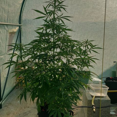 AutoEuforia growlog timeline photo