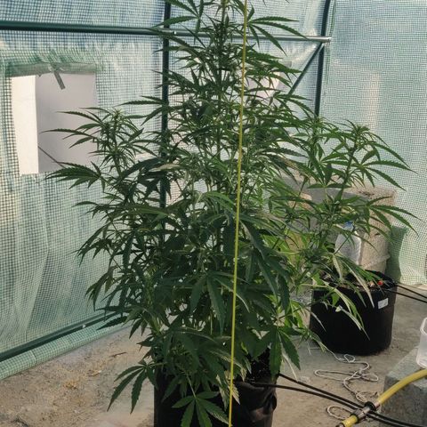 AutoEuforia growlog timeline photo