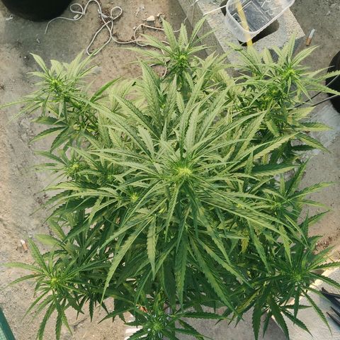 AutoEuforia growlog timeline photo