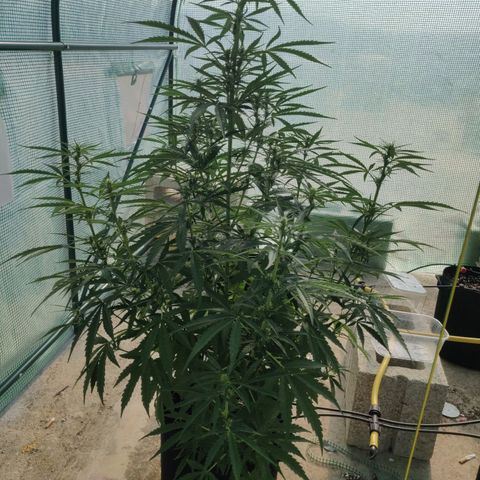 AutoEuforia growlog timeline photo