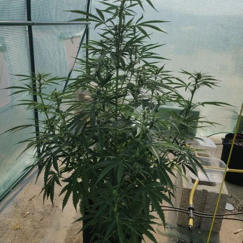 AutoEuforia growlog timeline photo