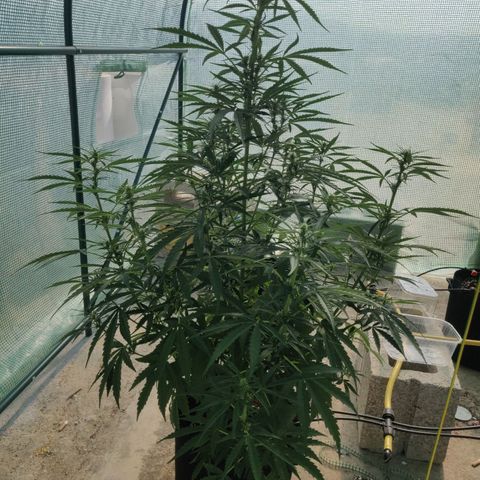 AutoEuforia growlog timeline photo