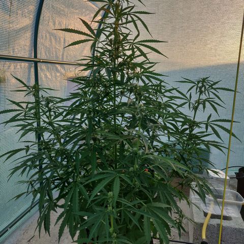 AutoEuforia growlog timeline photo