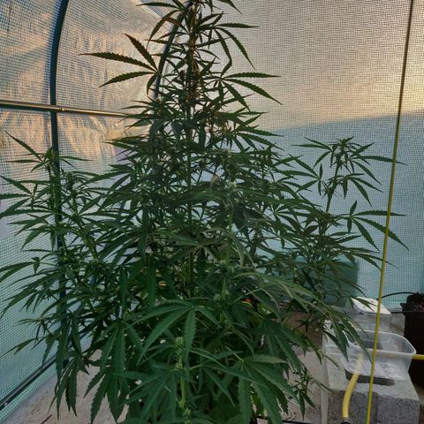 AutoEuforia growlog timeline photo