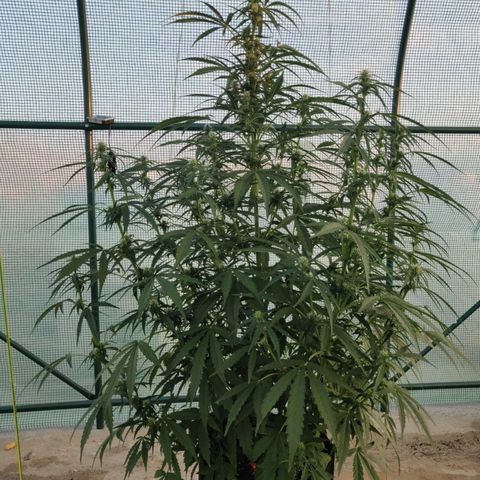 AutoEuforia growlog timeline photo