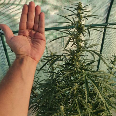 AutoEuforia growlog timeline photo