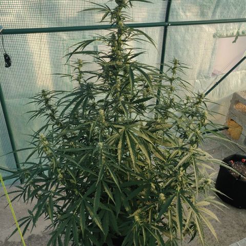 AutoEuforia growlog timeline photo