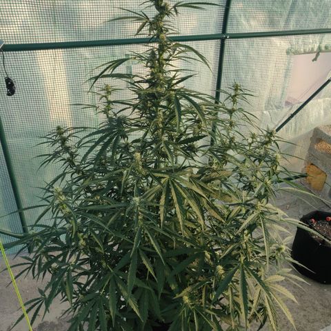 AutoEuforia growlog timeline photo