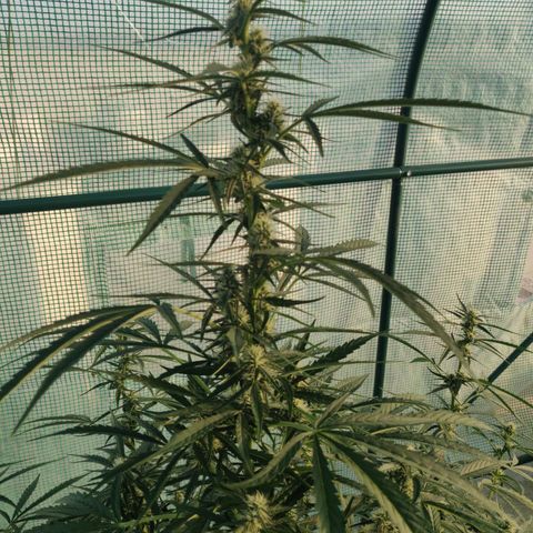 AutoEuforia growlog timeline photo