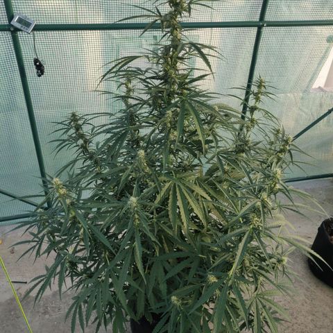 AutoEuforia growlog timeline photo
