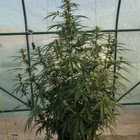 AutoEuforia growlog timeline photo