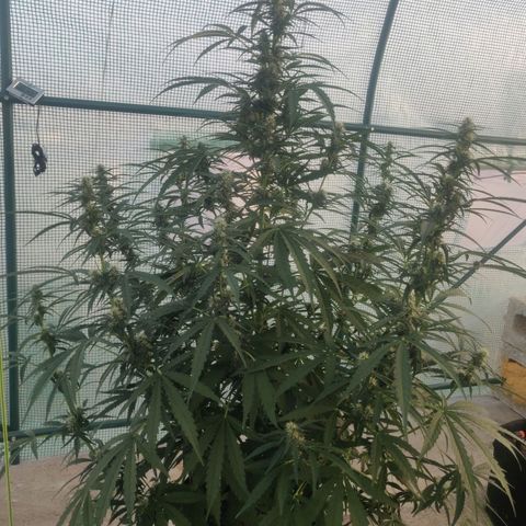 AutoEuforia growlog timeline photo