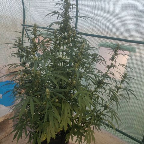 AutoEuforia growlog timeline photo