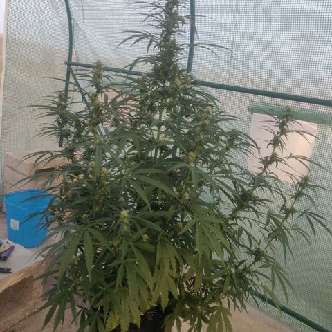 AutoEuforia growlog timeline photo