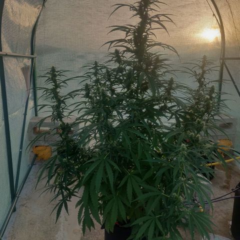 AutoEuforia growlog timeline photo