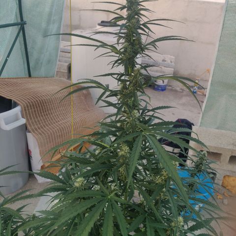 AutoEuforia growlog timeline photo
