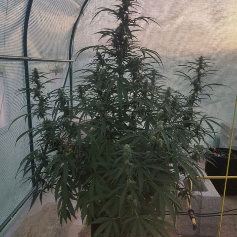 AutoEuforia growlog timeline photo