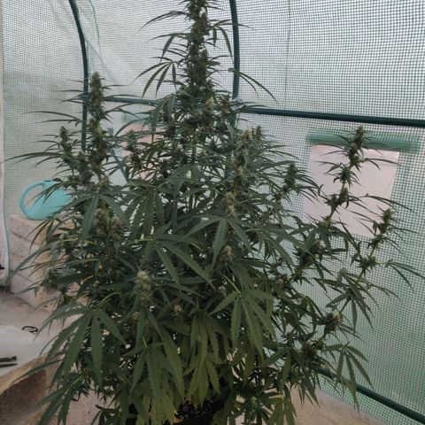 AutoEuforia growlog timeline photo