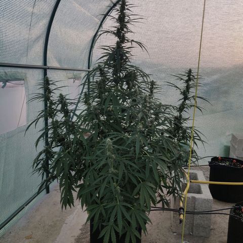 AutoEuforia growlog timeline photo