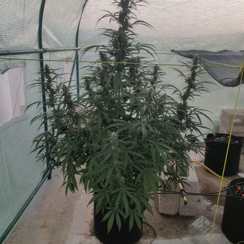 AutoEuforia growlog timeline photo