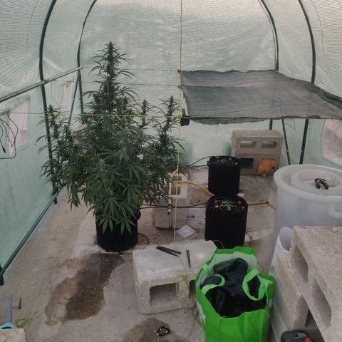 AutoEuforia growlog timeline photo