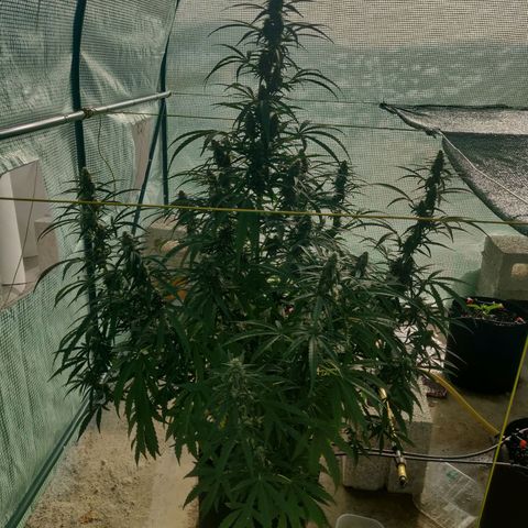 AutoEuforia growlog timeline photo