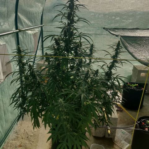 AutoEuforia growlog timeline photo