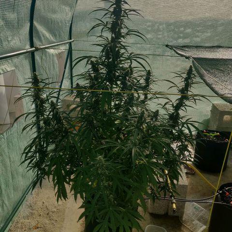 AutoEuforia growlog timeline photo