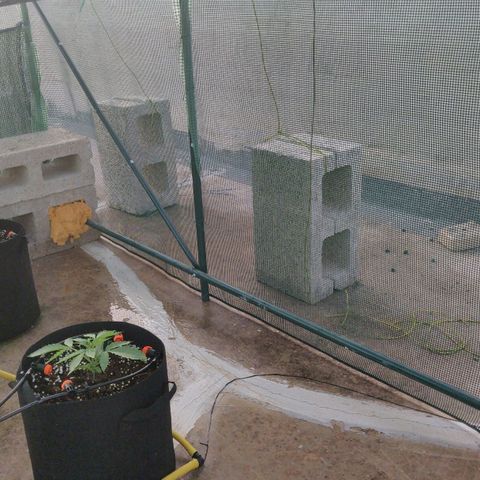 AutoEuforia growlog timeline photo