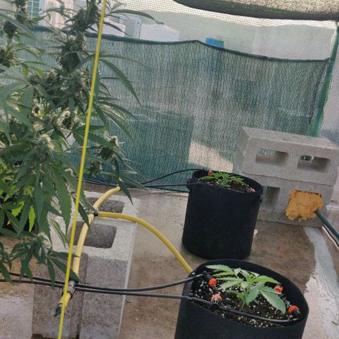 AutoEuforia growlog timeline photo