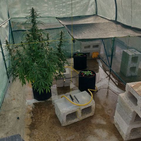 AutoEuforia growlog timeline photo