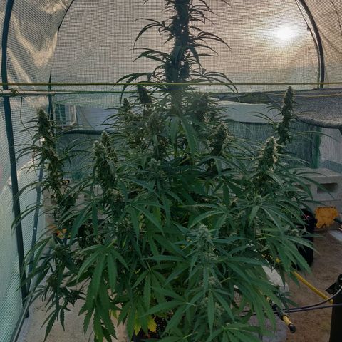 AutoEuforia growlog timeline photo