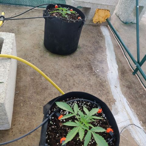 AutoEuforia growlog timeline photo