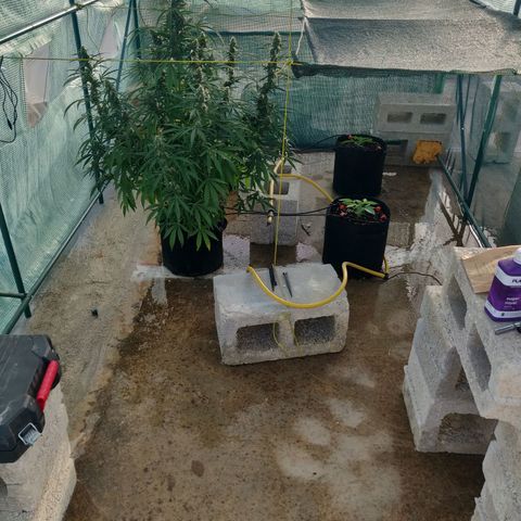 AutoEuforia growlog timeline photo
