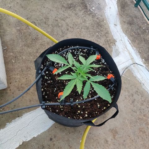 AutoEuforia growlog timeline photo