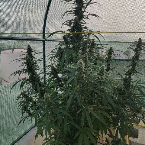 AutoEuforia growlog timeline photo