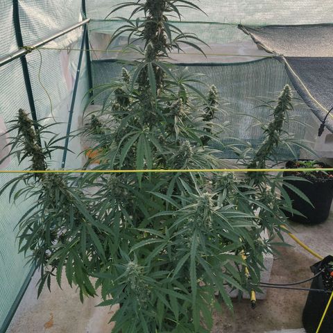 AutoEuforia growlog timeline photo