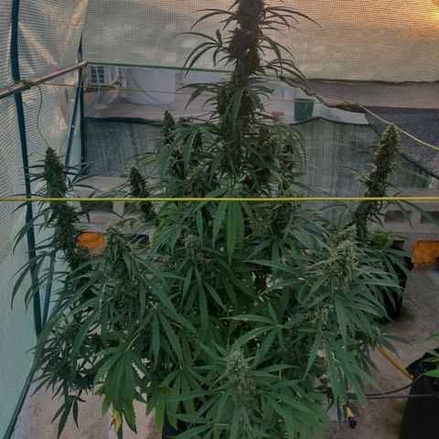 AutoEuforia growlog timeline photo