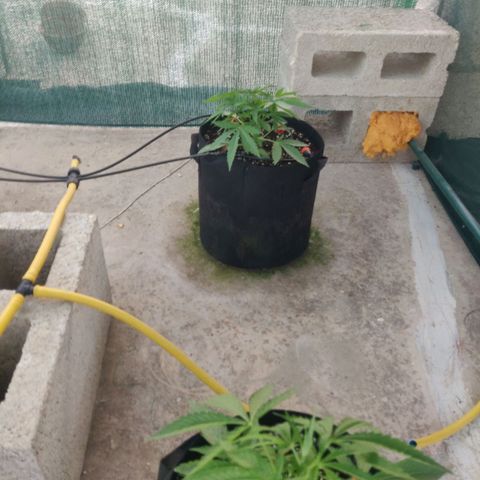 AutoEuforia growlog timeline photo