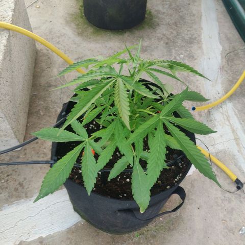 AutoEuforia growlog timeline photo