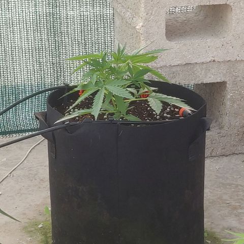 AutoEuforia growlog timeline photo