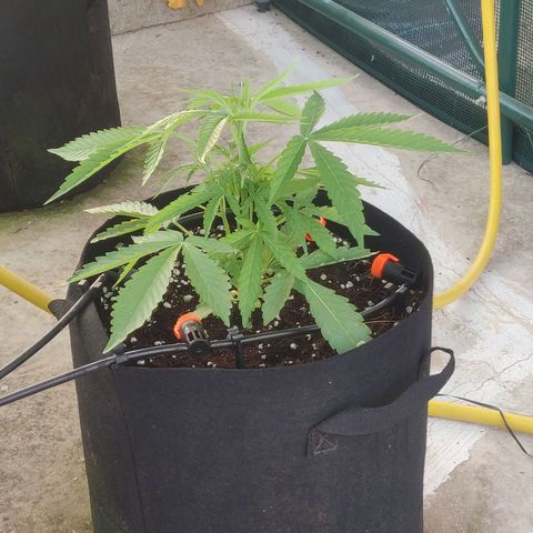 AutoEuforia growlog timeline photo