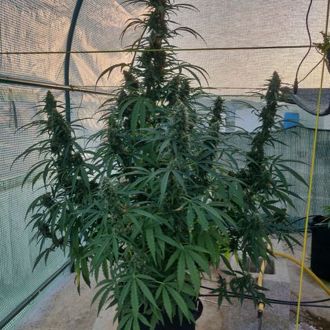 AutoEuforia growlog timeline photo