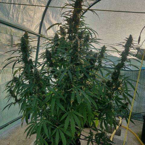 AutoEuforia growlog timeline photo