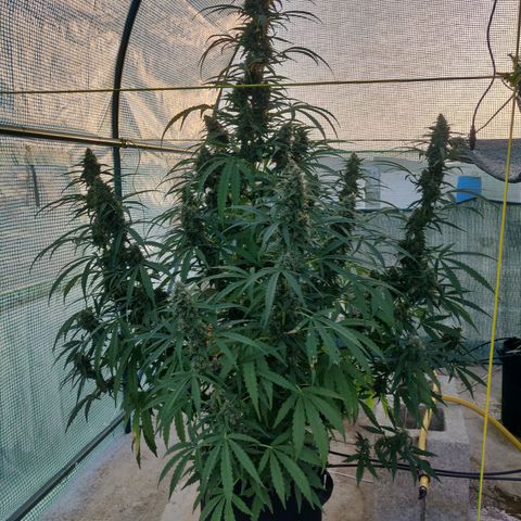 AutoEuforia growlog timeline photo