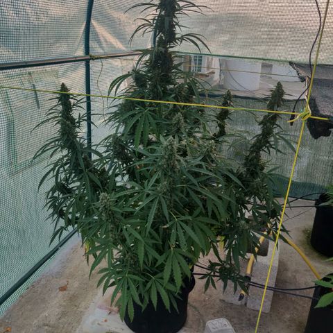 AutoEuforia growlog timeline photo