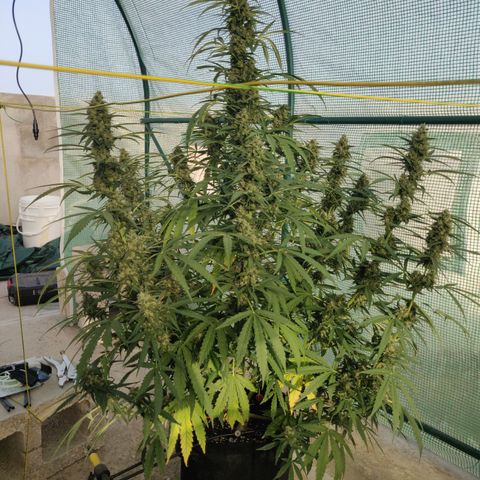 AutoEuforia growlog timeline photo